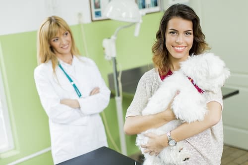 soins chien assurance et mutuelle chien