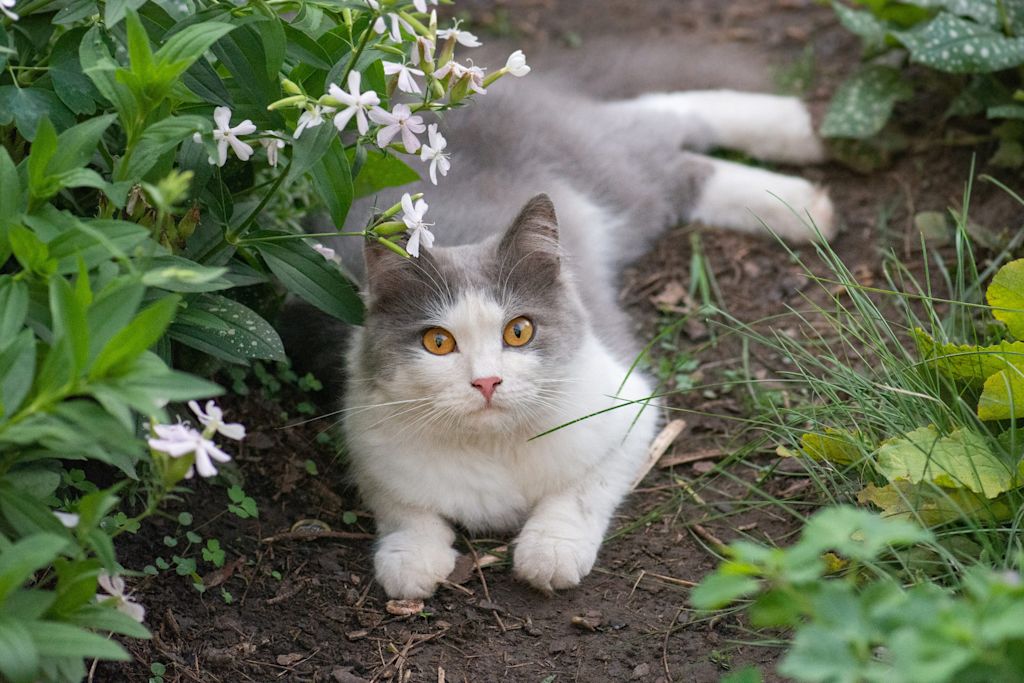 Chat dans le jardin