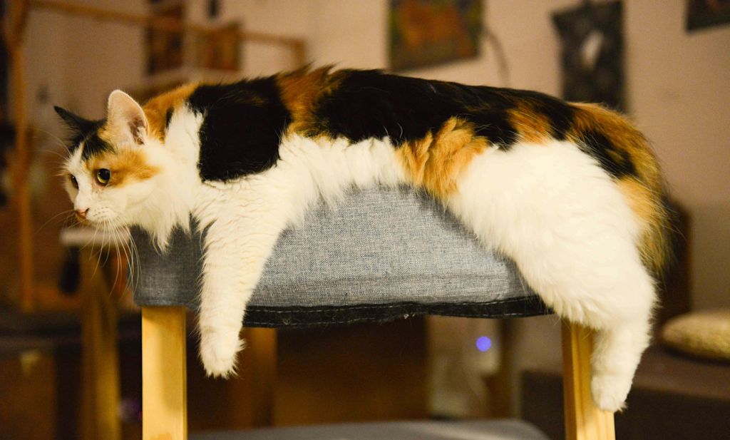 chat allongé