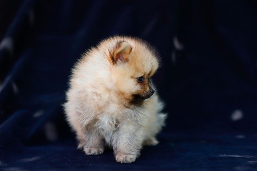 cucciolo di Pomerania
