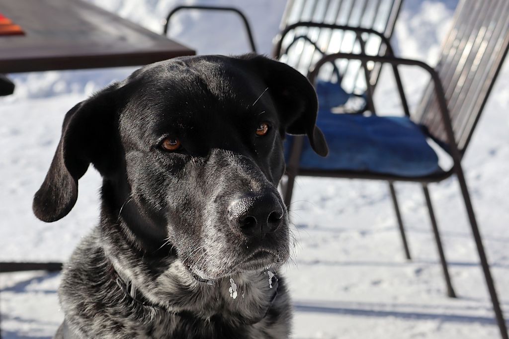 vieux labrador noir