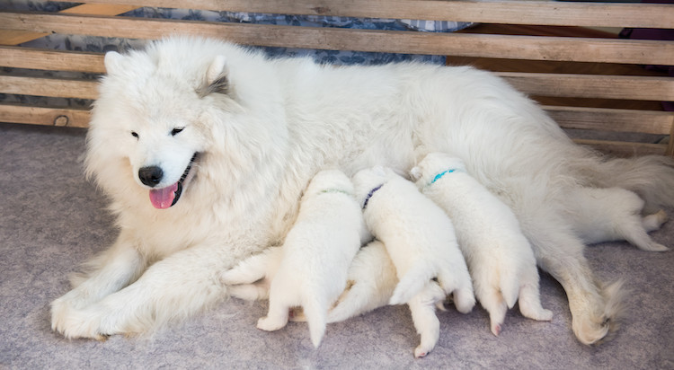 vers : le chiot peut se contaminer par le lait maternel