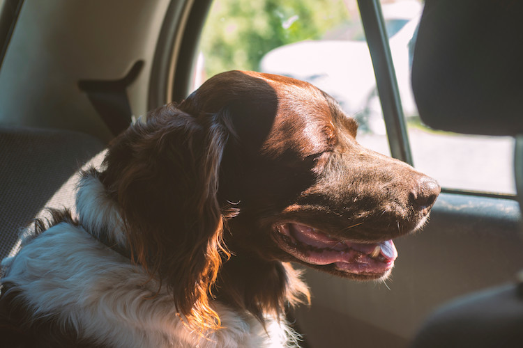 chien et mal des transports