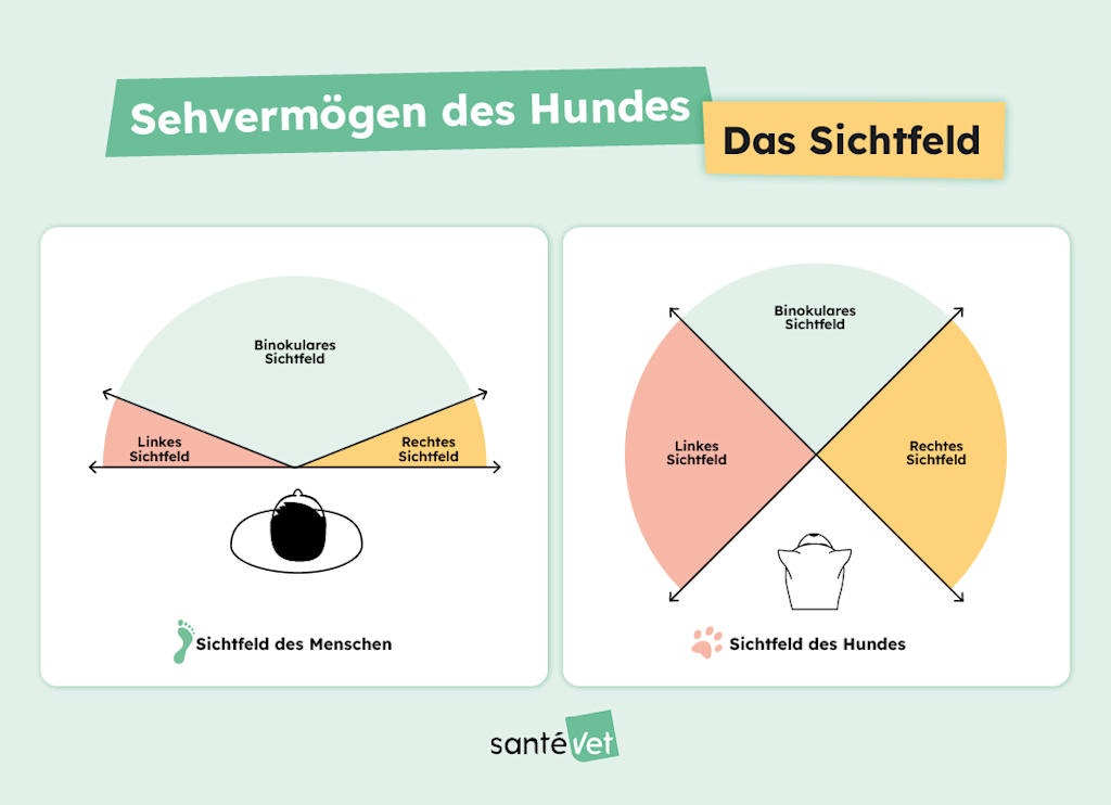 Wie sieht ein Hund?