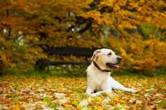 .santevet_les_chiens_s__orientent_grace_aux_champs_magnetiques_s