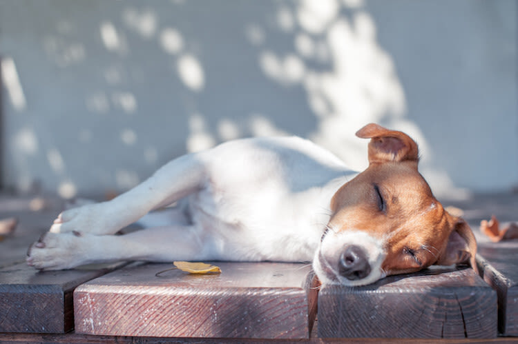 prote ger le chien de la chaleur