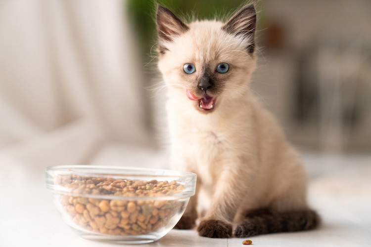 Quelle est l'alimentation idéale du chaton après sevrage ?