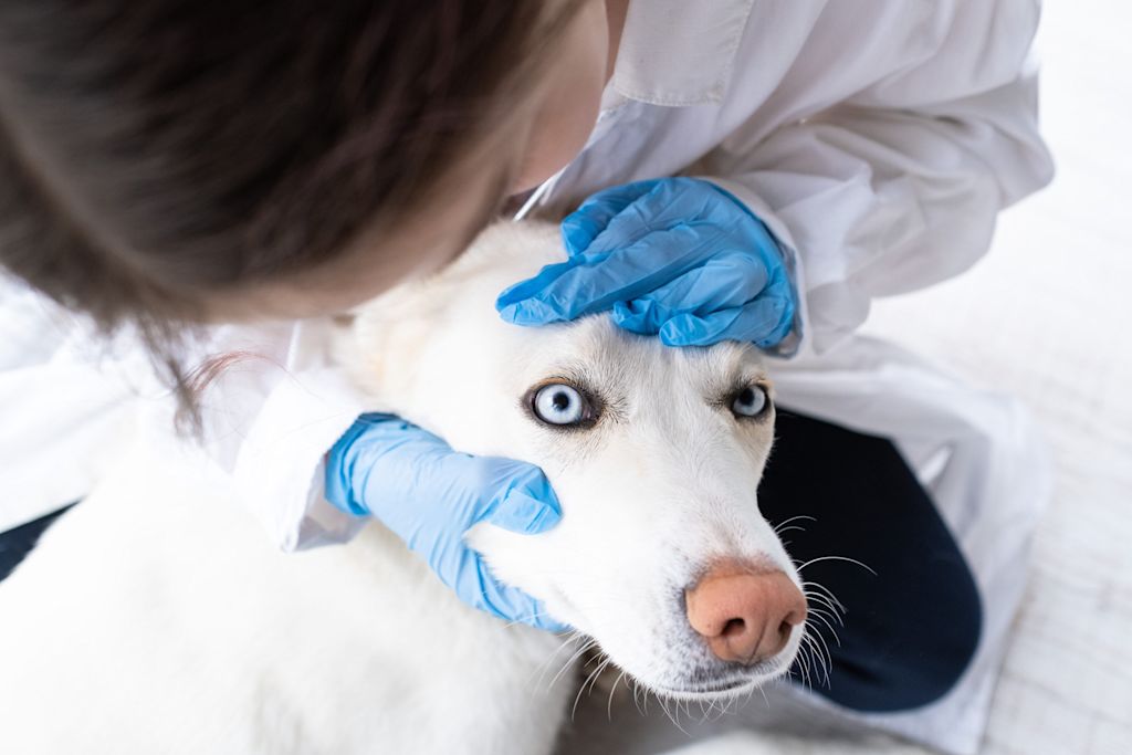 examen de l oeil d un chien
