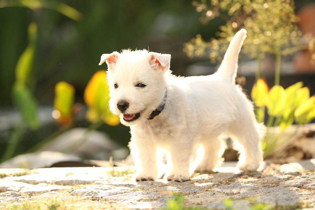 chiot westie