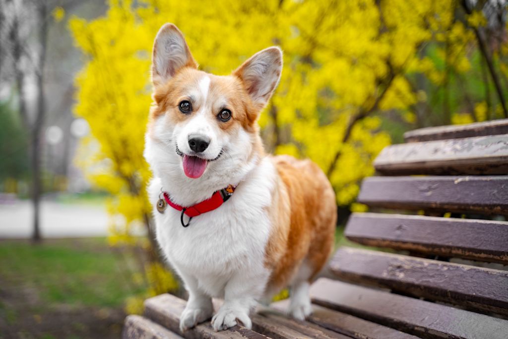 welsh corgi mignon
