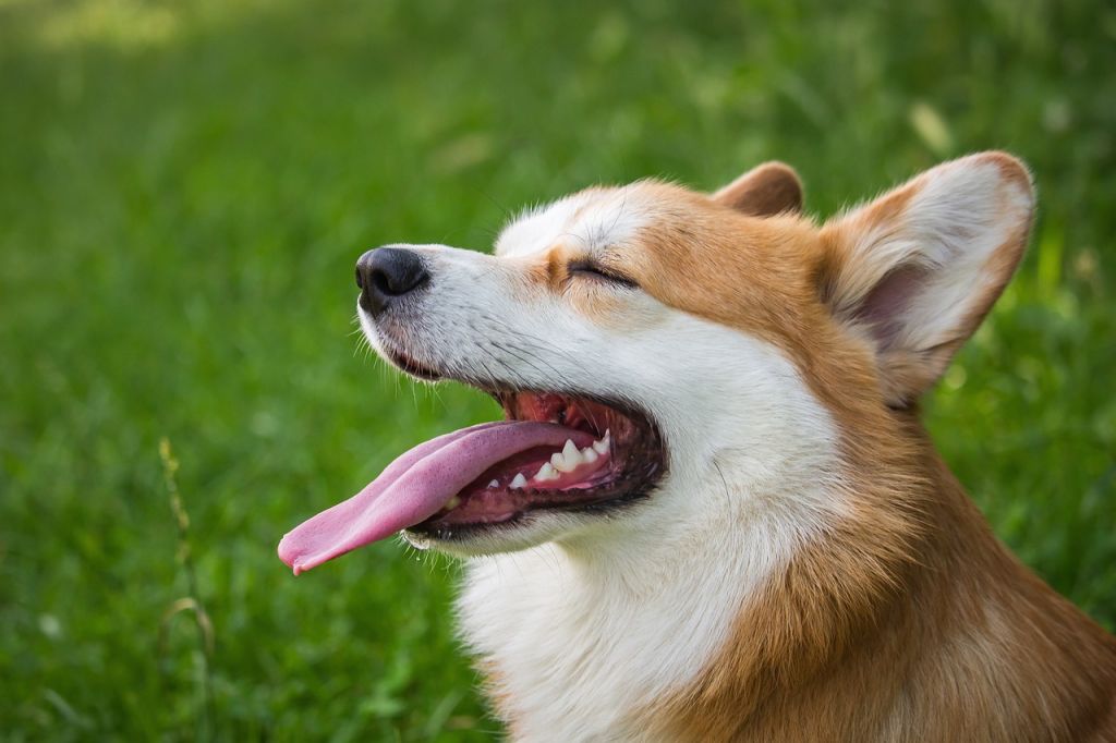 corgi herbe piroplasmose