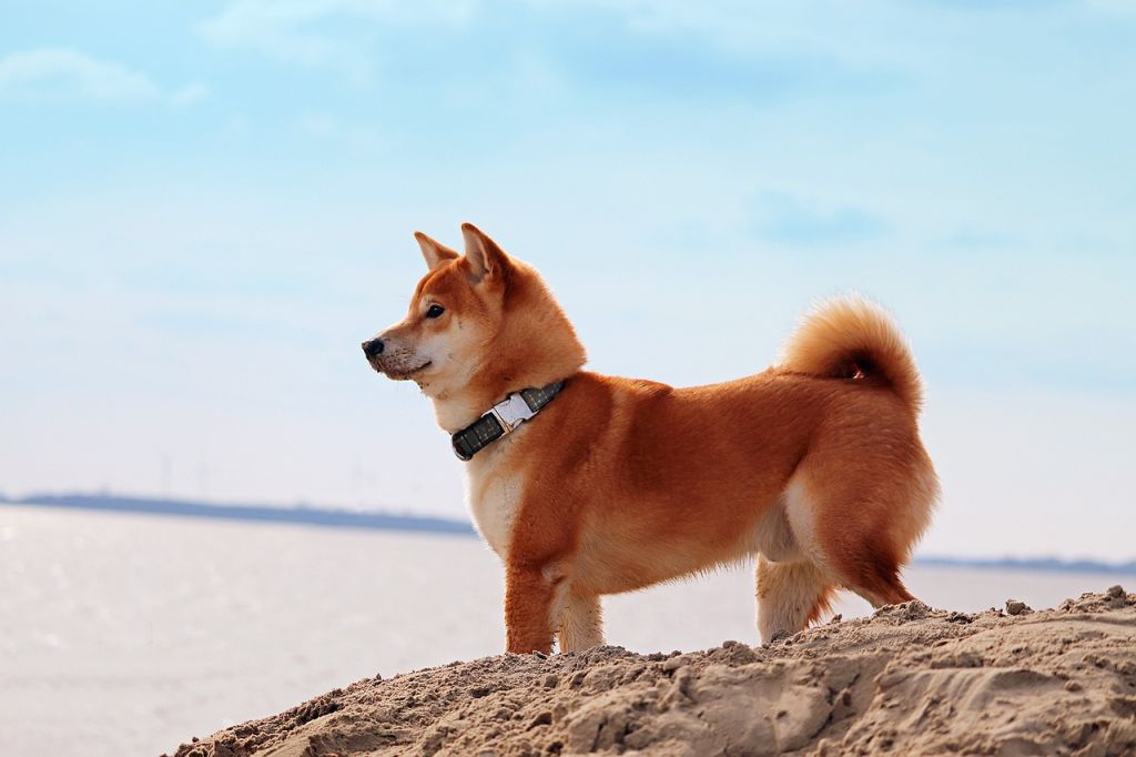 shiba inu sur la plage