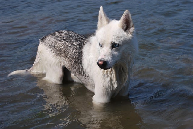 Chien qui se baigne