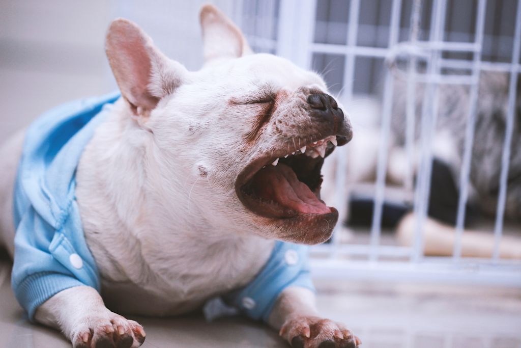 chien qui tousse