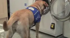 .santevet_machine_a_laver_activable_par_un_chien_photo_Amanda_Kooser_CNET_s