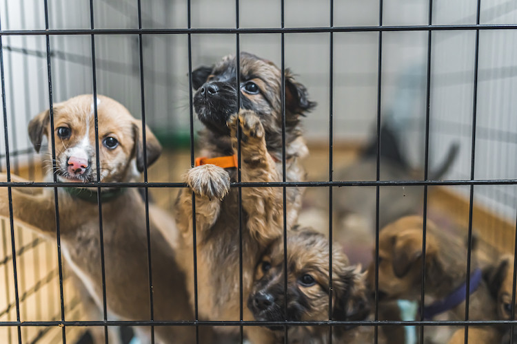 transmission maladie de Carré chez le chien