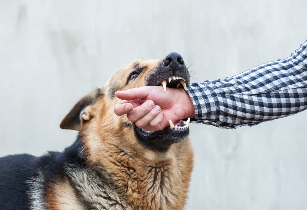 Hond bijt in hand van eigenaar