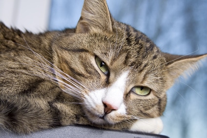 Pilule contre les chaleurs chez la chatte : « Arrêtons le massacre ! » -  Reproduction - Chat - Santévet