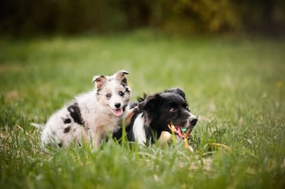 garde et pension chien