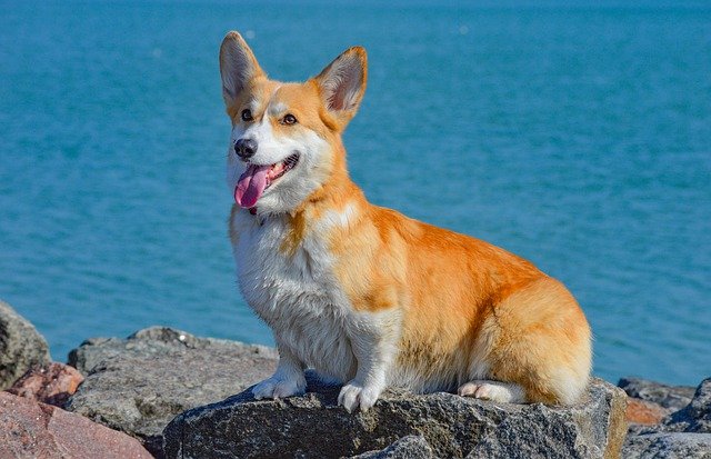 welsh corgi pembroke