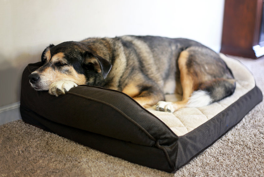 hund liegt in hundebett