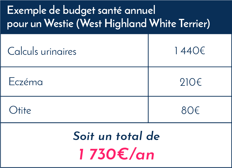 westie_frais_vétérinaires_assurance