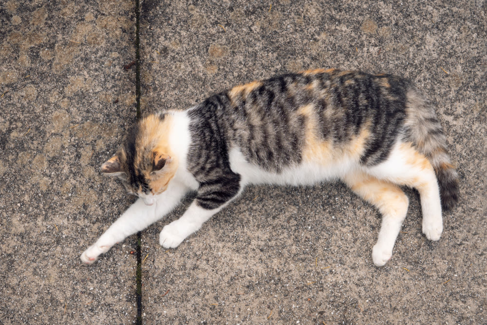 Zwangere langharige kat zit op gras