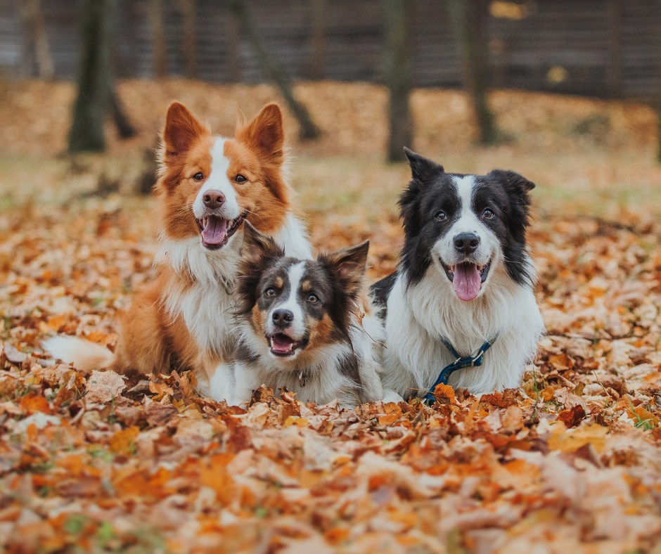 estimer l'age de son chien en âge humain