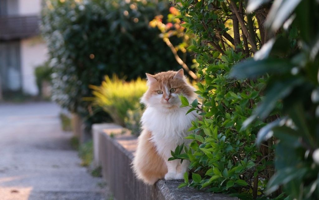 Chat dans jardin