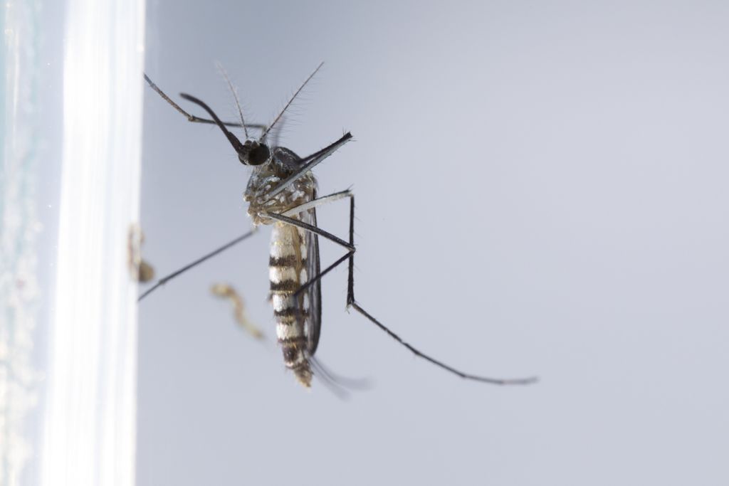 moustique dirofilariose
