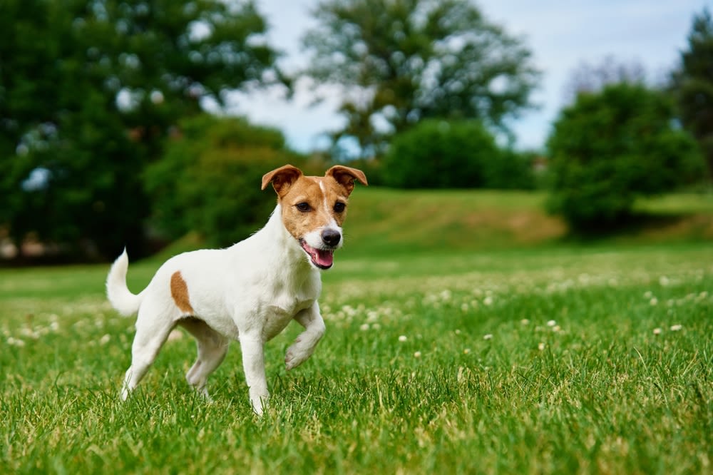 Portret van Corte Jack Russell terriër