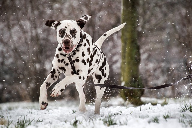 dalmatiner im schnee