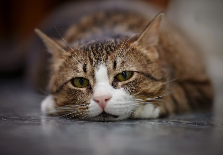 chat t-stressé