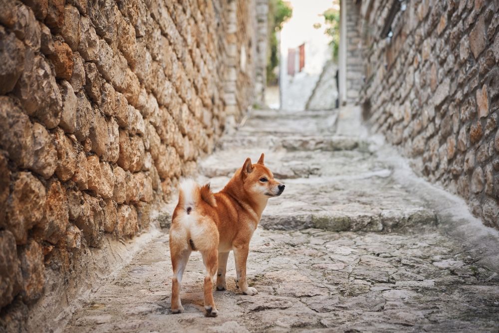 Shiba Inu