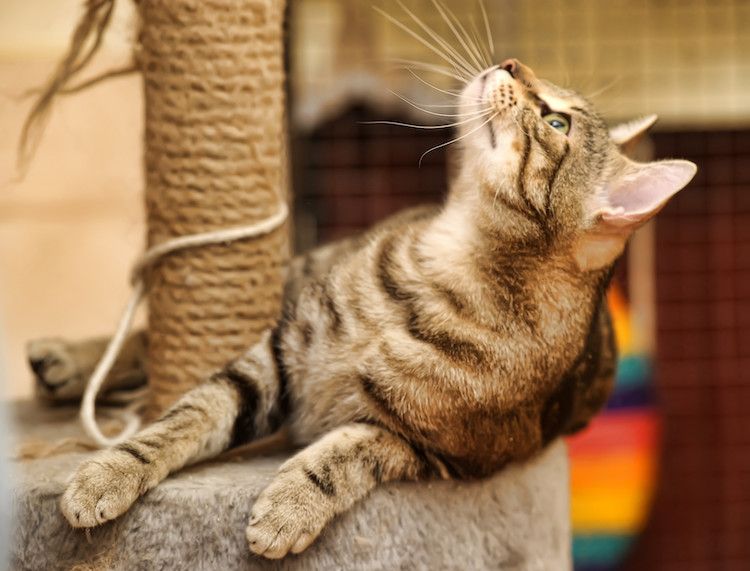 Des phéromones naturelles contre les griffades du chat - Trucs et astuces -  Chat - Santévet