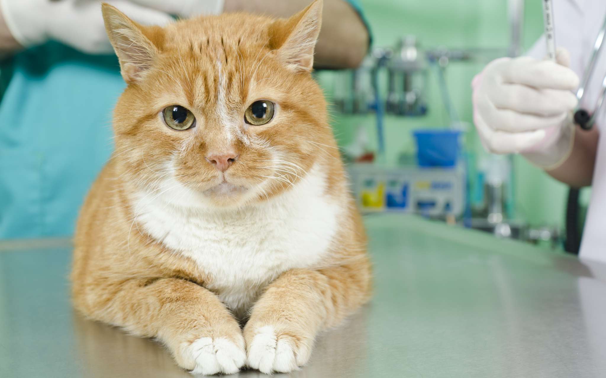 Tout savoir sur la stérilisation de la chatte - Bulle Bleue