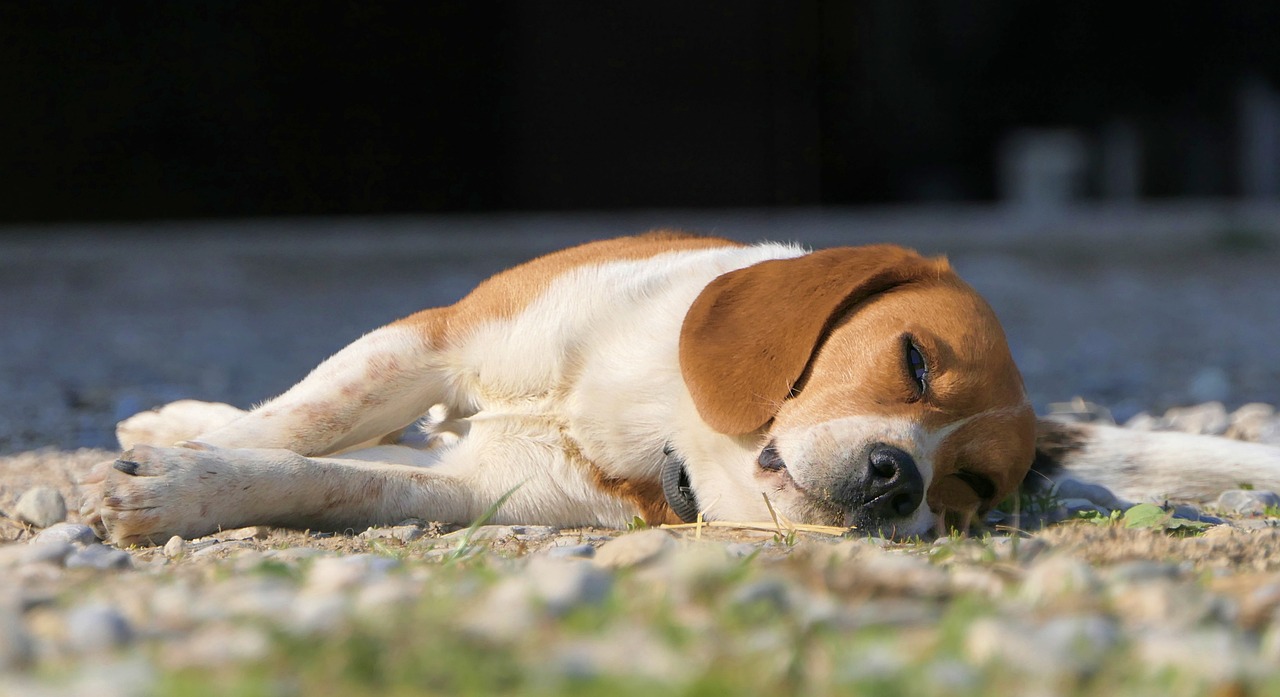 Chien couché