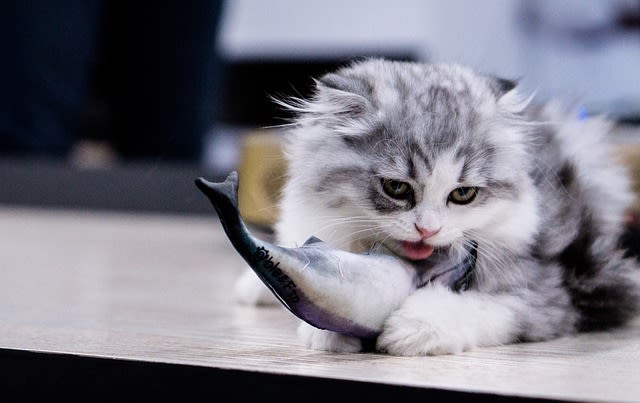 chat mange du poisson