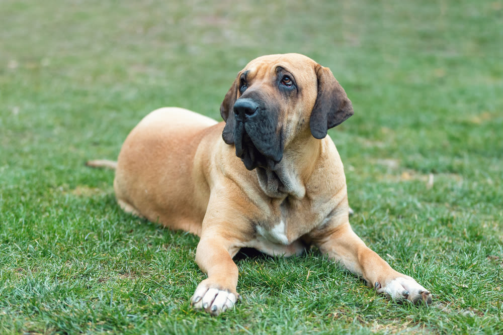 Fila Brasileiro