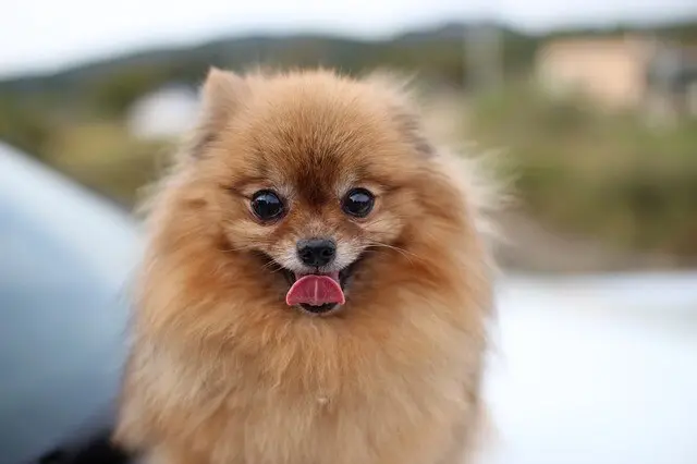 West Pomeranian puppy with hiccups