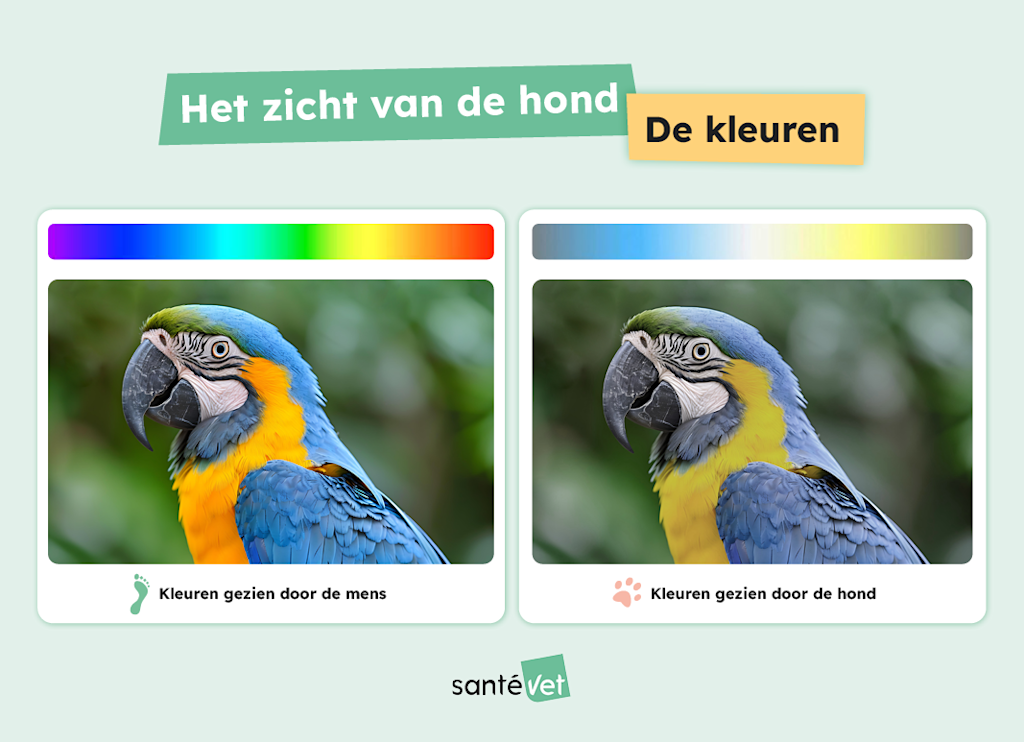 Hoe ziet een hond?