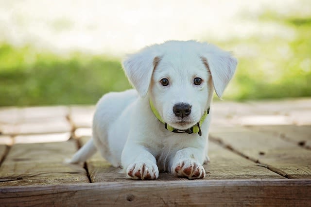 laisser son chiot dehors