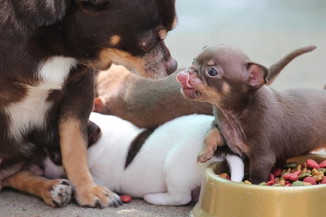 Famille de Chihuahua