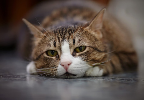 La cystite: un signe de stress courant chez les chats