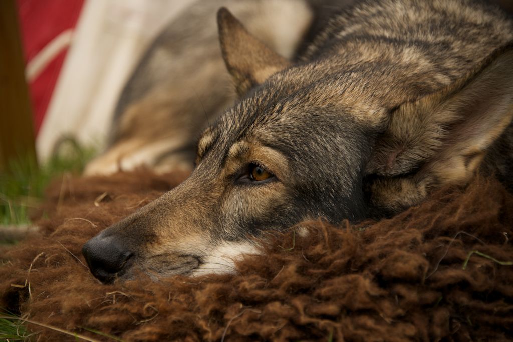 Chien loup tchécoslovaque