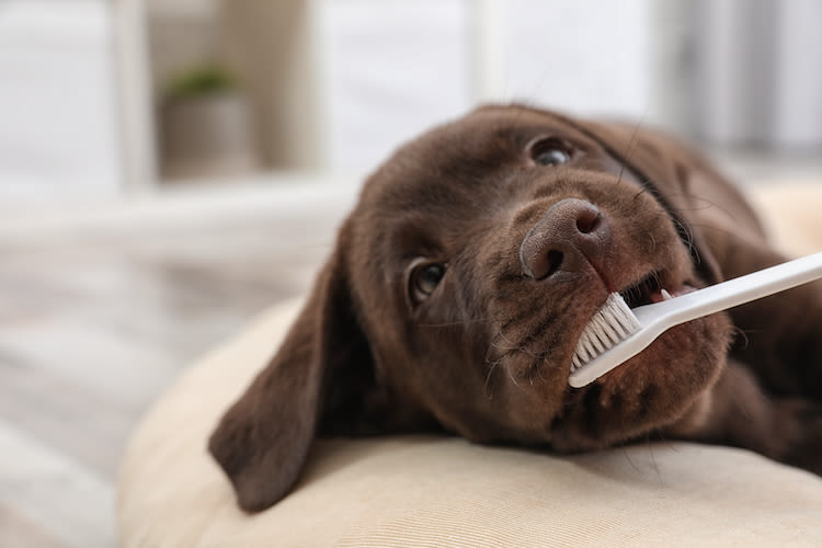 chiot_brosse_a_dents