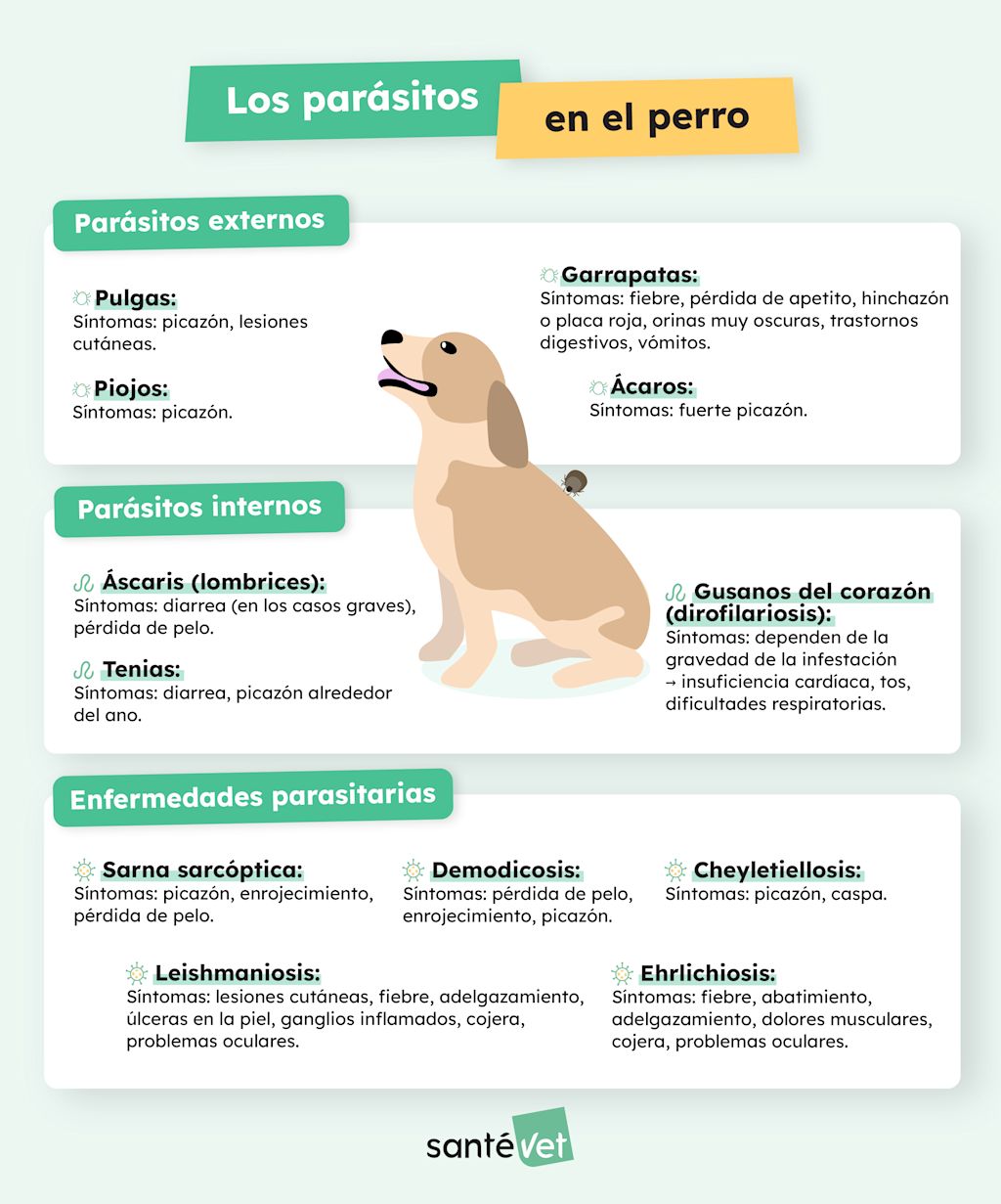 SVES - Infographie - Parasites chez le chien