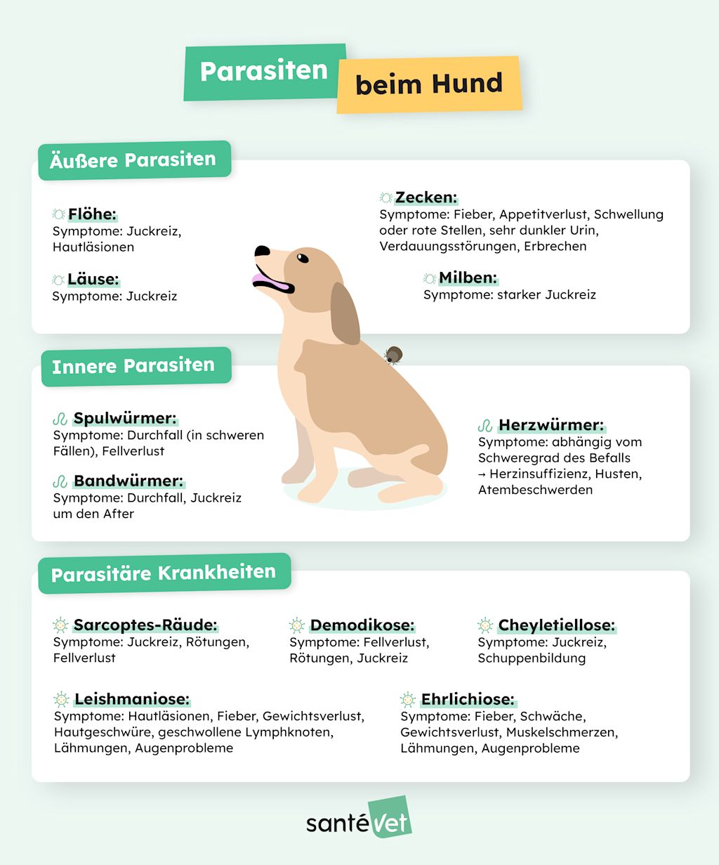 SVDE - Infographie - Parasites chez le chien