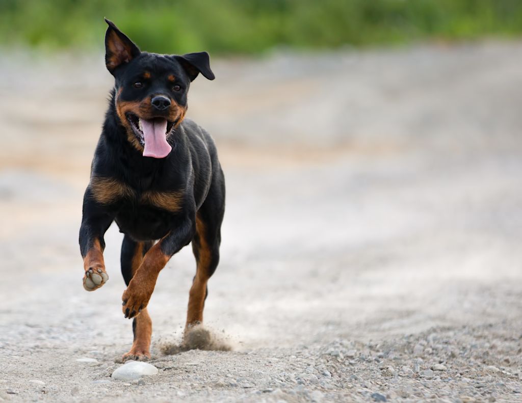 course du rottweiler