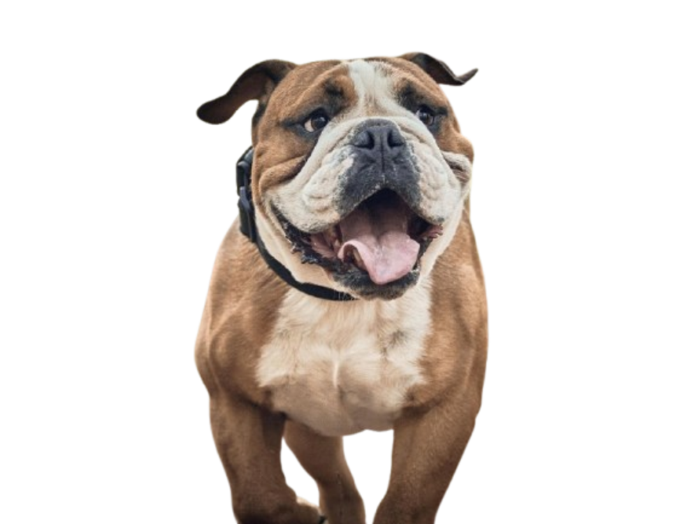 chien bulldog anglais debout